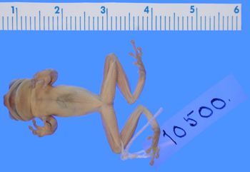 Media type: image; Herpetology A-10500